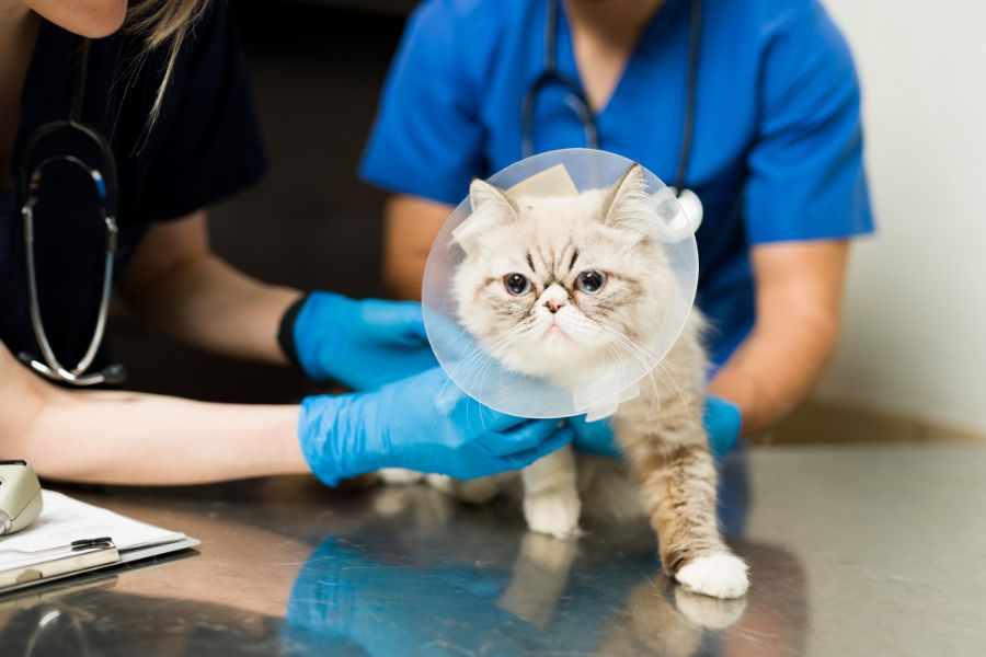 preventive pet care benefits