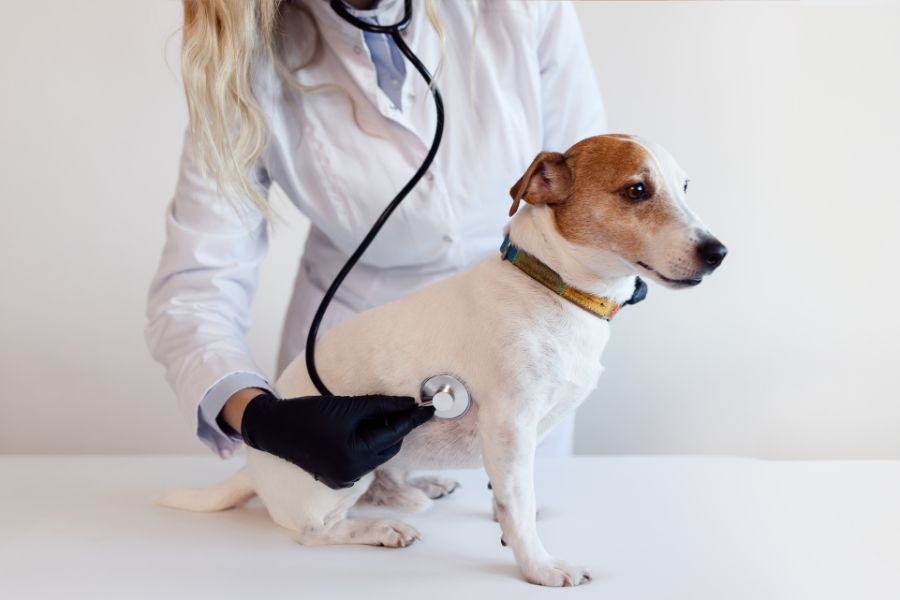 pet diagnostic early detection