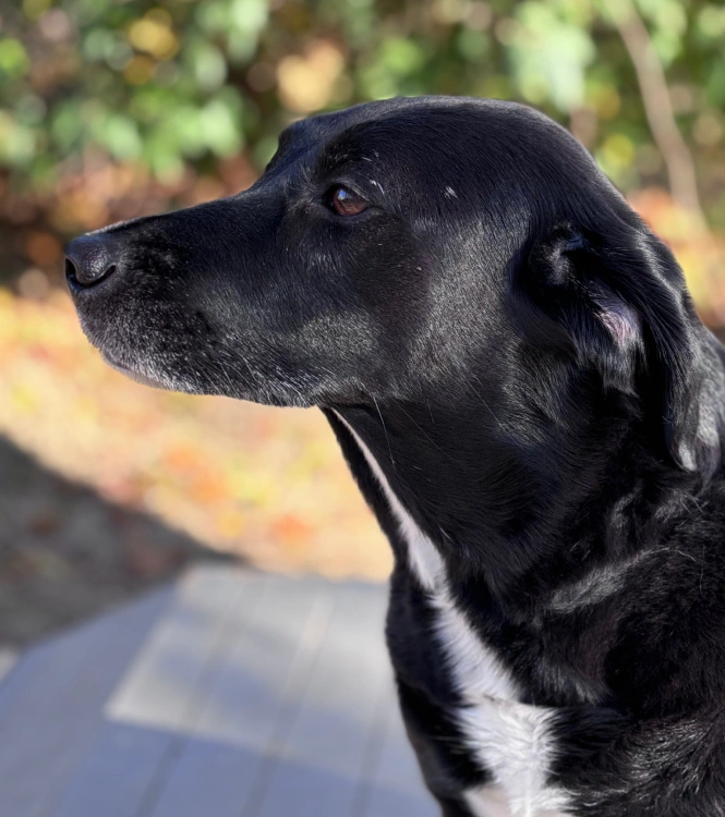 Welcome to Kyle Veterinary Hospital