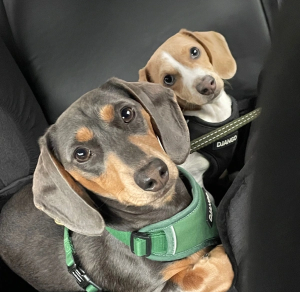 Health & Travel Certificates