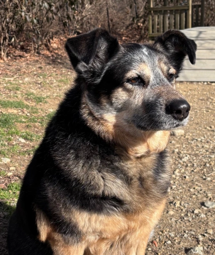 Veterinary Ultrasound