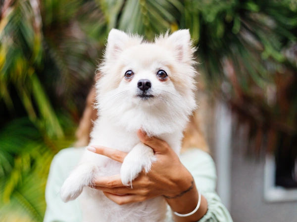 Kyle Pet In Need – Pet Adoption