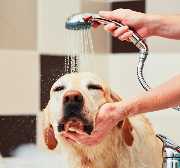 Pet Bathing