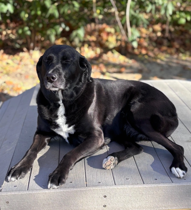 Common Parasites in Dogs and Cats