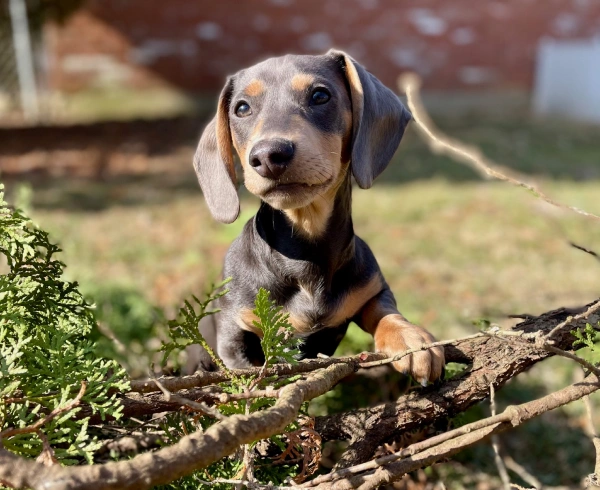 Puppy Care & Kitten Care