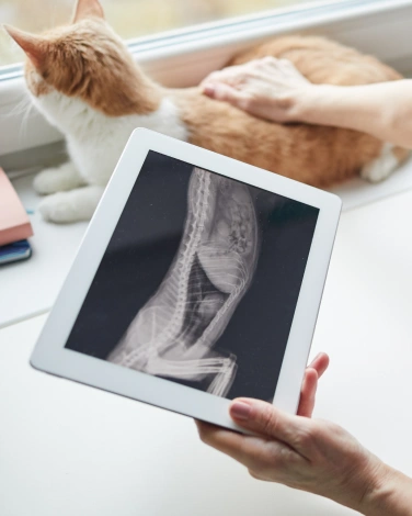 Veterinary Diagnostics