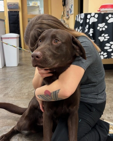 Veterinary Pain Management