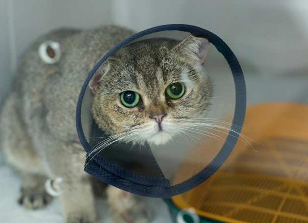 The Importance of Veterinary Surgery