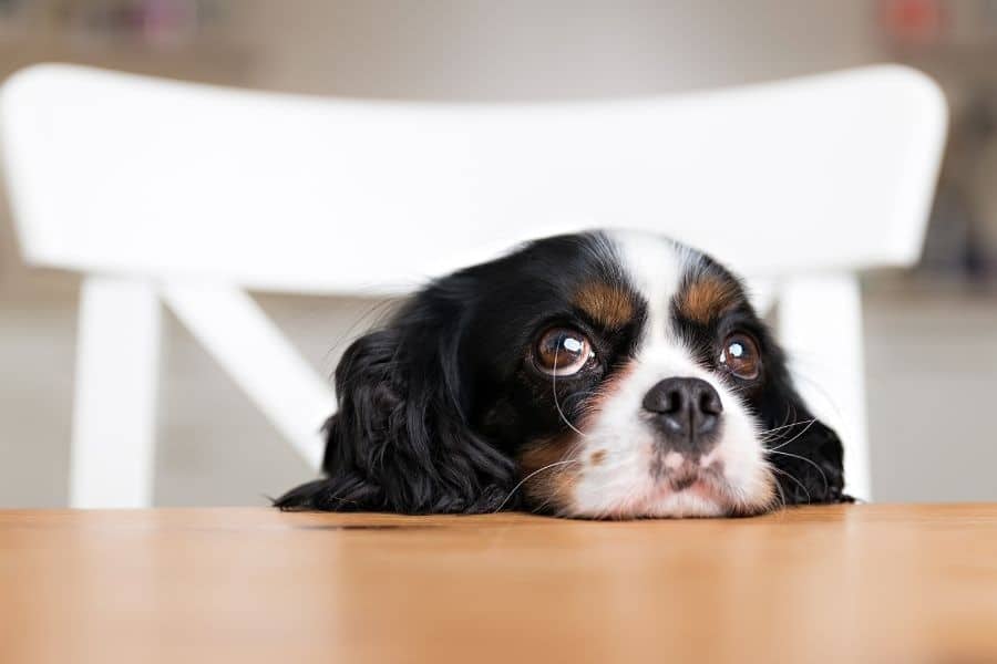 dog hiding and acting sick