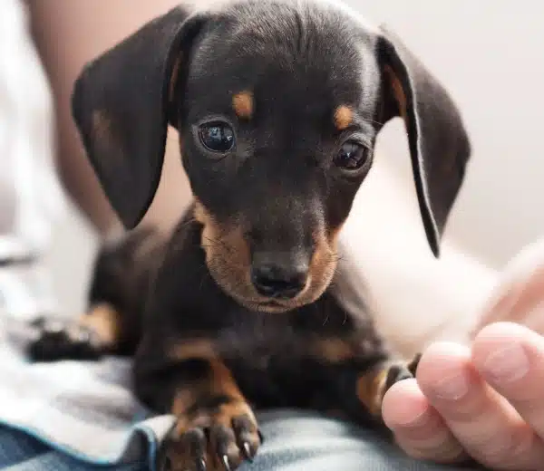 Urgent Pet Care