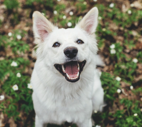 Pet Dental Services
