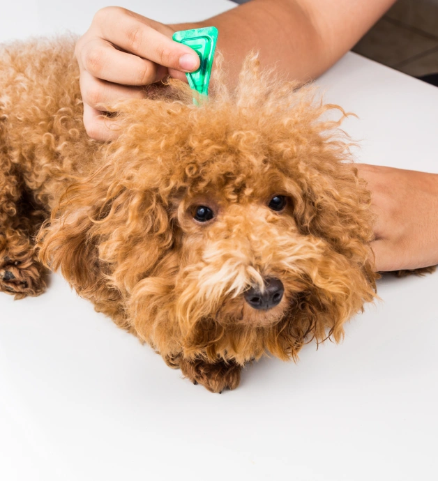 Common Parasites in Dogs and Cats