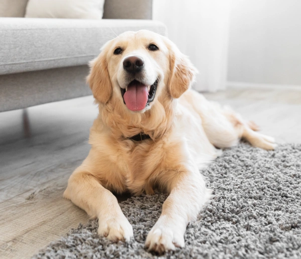 Pet Preventative Care