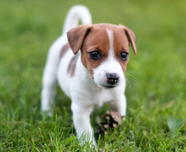 Puppy Care & Kitten Care