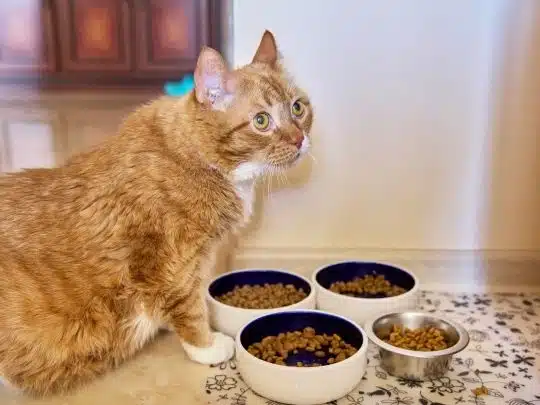pet-food-labels-explained