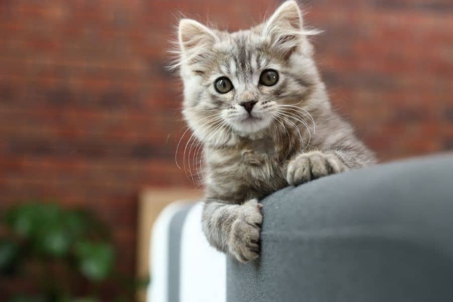 cat has a deep cut
