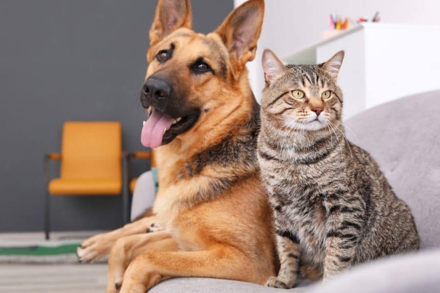 choose right veterinary hospital