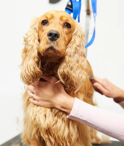 Pet Grooming
